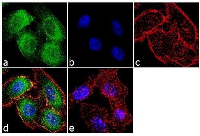 Gephyrin Antibody in Immunocytochemistry (ICC/IF)