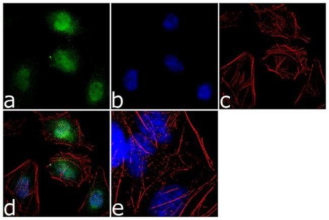 RBPJ Antibody in Immunocytochemistry (ICC/IF)