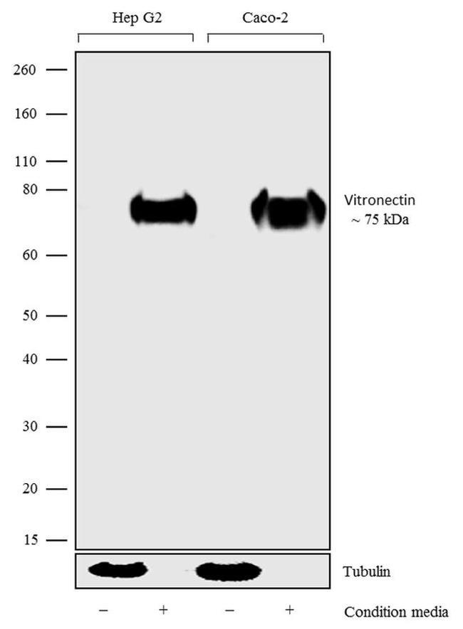 Vitronectin Antibody in Western Blot (WB)