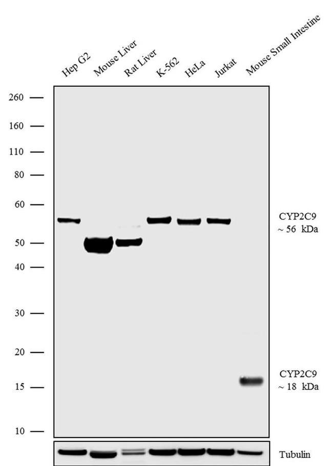 CYP2C9 Antibody in Western Blot (WB)