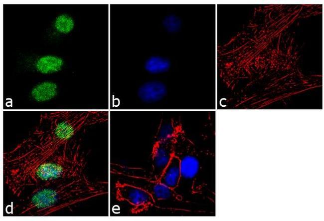 Tex10 Antibody in Immunocytochemistry (ICC/IF)