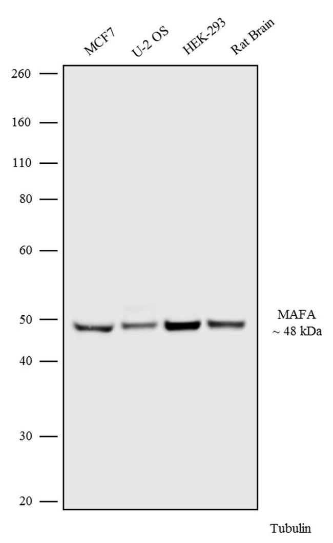 MAFA Antibody in Western Blot (WB)