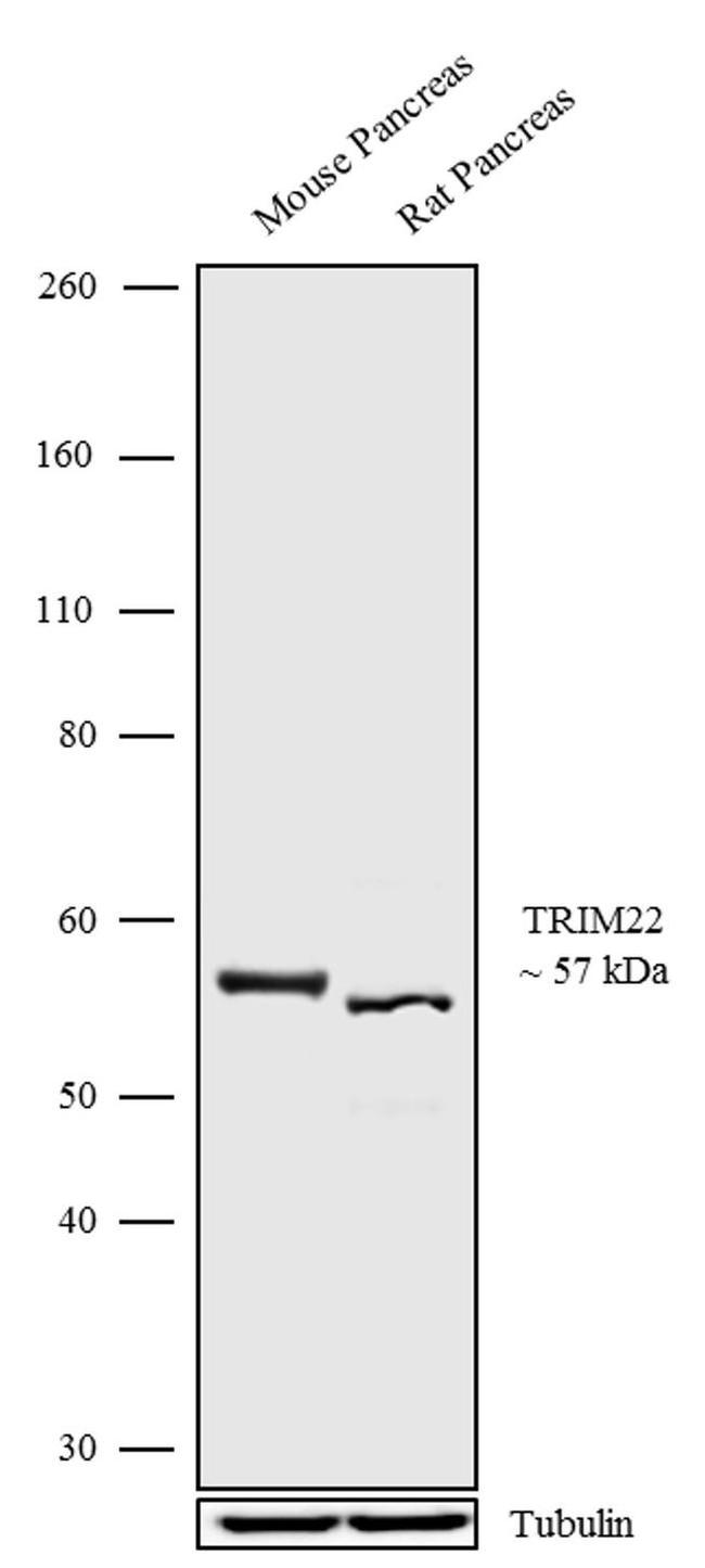 TRIM22 Antibody in Western Blot (WB)