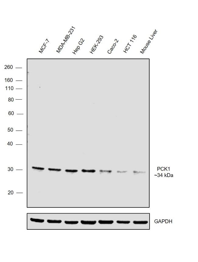 PCK1 Antibody in Western Blot (WB)