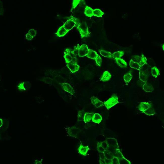 mGluR2 Antibody in Immunocytochemistry (ICC/IF)