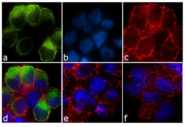 GPR68 Antibody in Immunocytochemistry (ICC/IF)