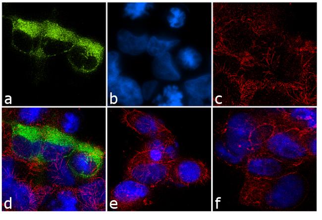 CRHR2 Antibody in Immunocytochemistry (ICC/IF)