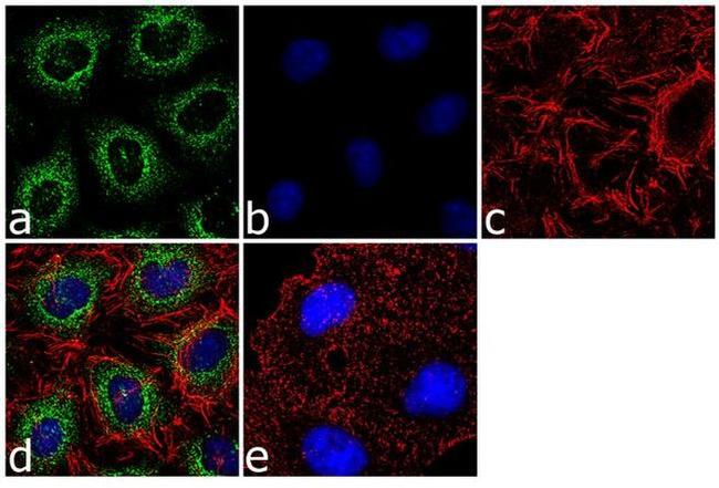 AGR2 Antibody in Immunocytochemistry (ICC/IF)