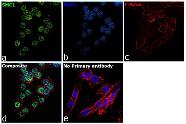 SMC1 Antibody in Immunocytochemistry (ICC/IF)