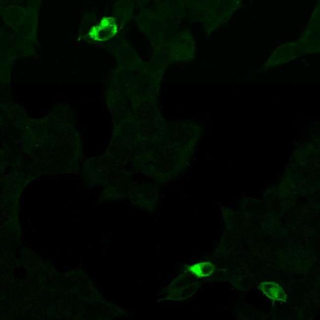 GPR68 Antibody in Immunocytochemistry (ICC/IF)