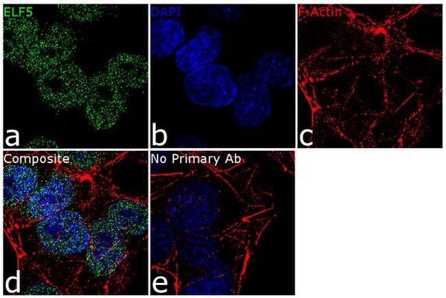 ELF5 Antibody in Immunocytochemistry (ICC/IF)