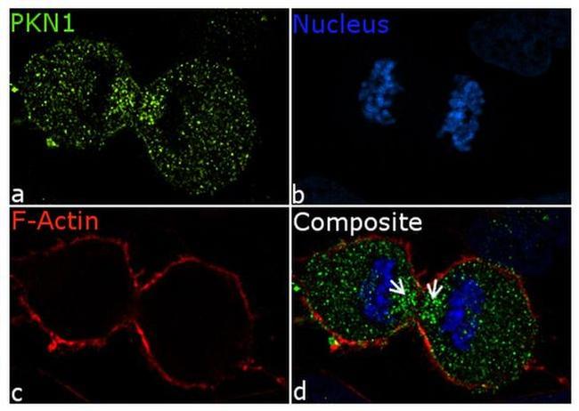 PKN1 Antibody in Immunocytochemistry (ICC/IF)