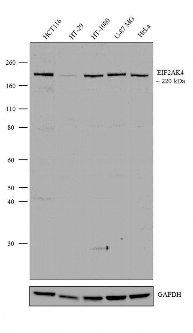 GCN2 Antibody in Western Blot (WB)