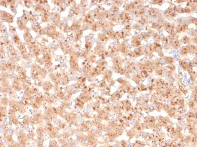 Transthyretin (Prealbumin) Antibody in Immunohistochemistry (Paraffin) (IHC (P))