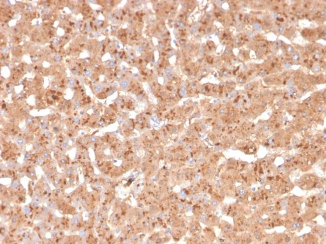 Transthyretin (Prealbumin) Antibody in Immunohistochemistry (Paraffin) (IHC (P))