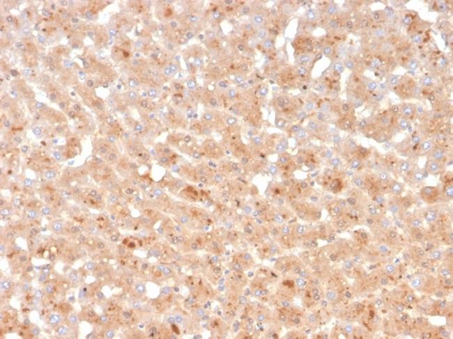 Transthyretin (Prealbumin) Antibody in Immunohistochemistry (Paraffin) (IHC (P))