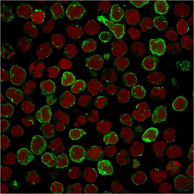 OX40/CD134/ TNFRSF4 (Immuno-Oncology Target) Antibody in Immunocytochemistry (ICC/IF)