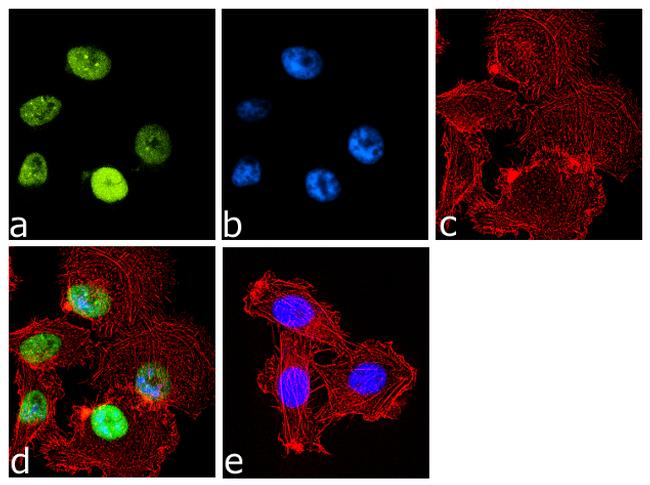 HP1 alpha Antibody in Immunocytochemistry (ICC/IF)