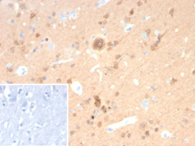 PGP9.5/UchL1 (pan-Neuronal Marker) Antibody in Immunohistochemistry (Paraffin) (IHC (P))