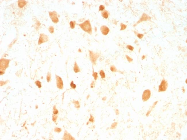 PGP9.5/UchL1 (pan-Neuronal Marker) Antibody in Immunohistochemistry (Paraffin) (IHC (P))