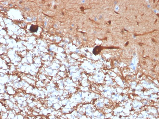 PGP9.5/UchL1 (pan-Neuronal Marker) Antibody in Immunohistochemistry (Paraffin) (IHC (P))