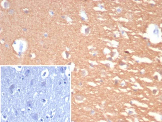 PGP9.5/UchL1 (pan-Neuronal Marker) Antibody in Immunohistochemistry (Paraffin) (IHC (P))