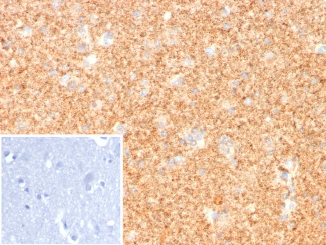 PGP9.5/UchL1 (pan-Neuronal Marker) Antibody in Immunohistochemistry (Paraffin) (IHC (P))