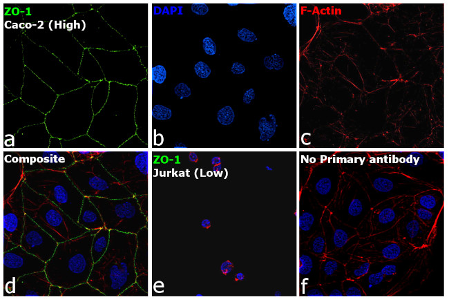 ZO-1 Antibody in Immunocytochemistry (ICC/IF)