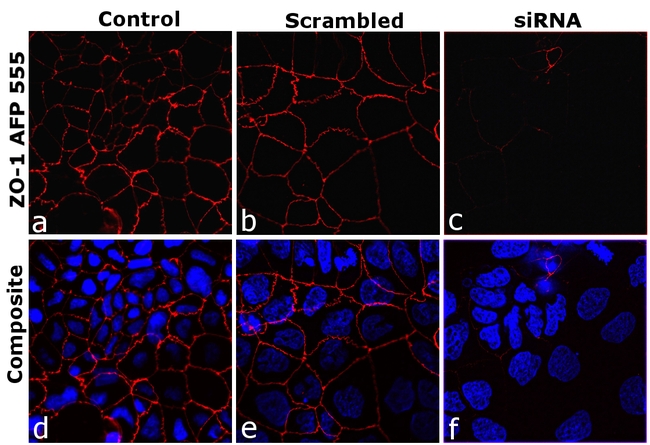 ZO-1 Antibody in Immunocytochemistry (ICC/IF)