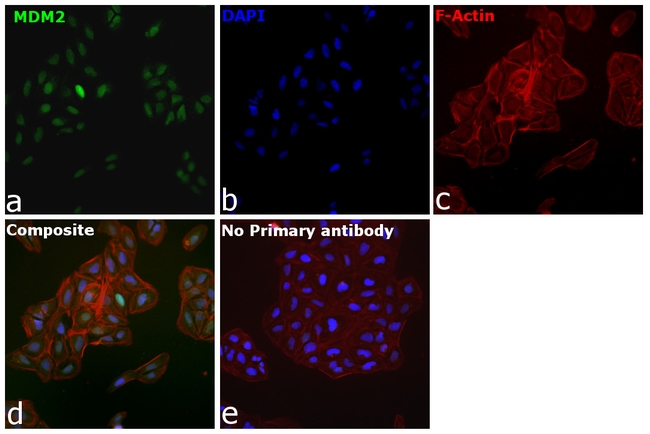 MDM2 Antibody in Immunocytochemistry (ICC/IF)