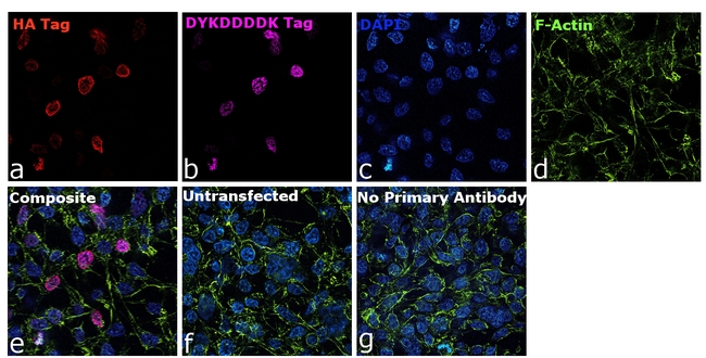 HA Tag Antibody in Immunocytochemistry (ICC/IF)