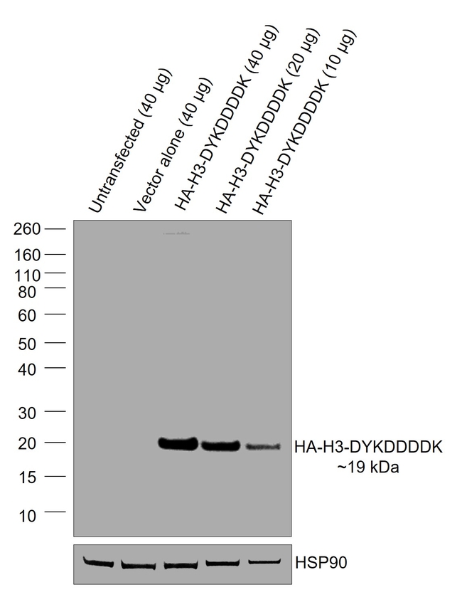 HA Tag Antibody in Western Blot (WB)