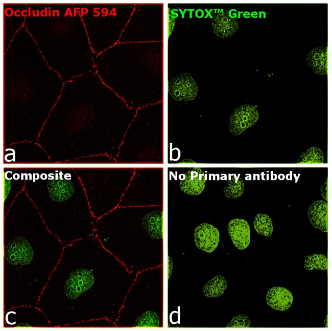 Occludin Antibody in Immunocytochemistry (ICC/IF)