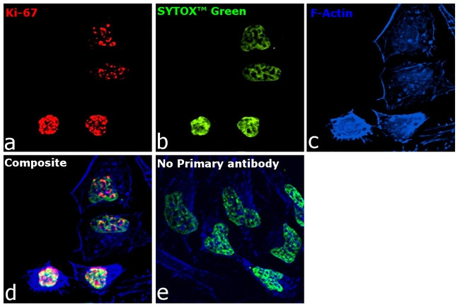 Ki-67 Antibody in Immunocytochemistry (ICC/IF)