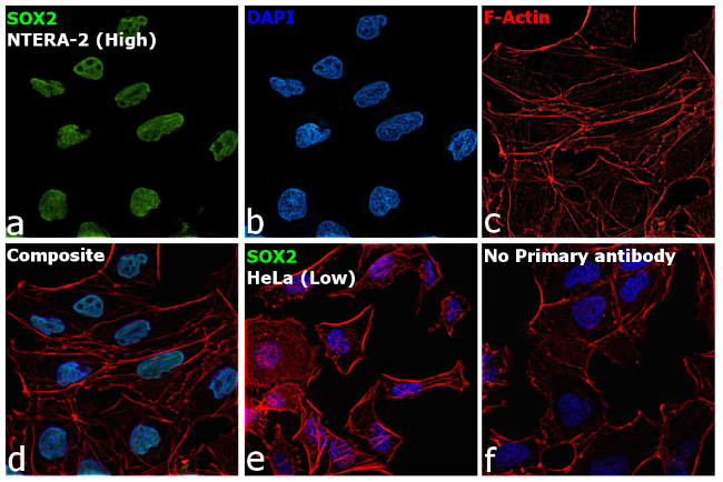 SOX2 Antibody in Immunocytochemistry (ICC/IF)