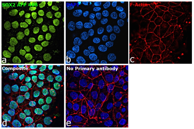 SOX2 Antibody in Immunocytochemistry (ICC/IF)