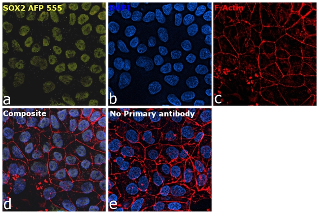 SOX2 Antibody in Immunocytochemistry (ICC/IF)