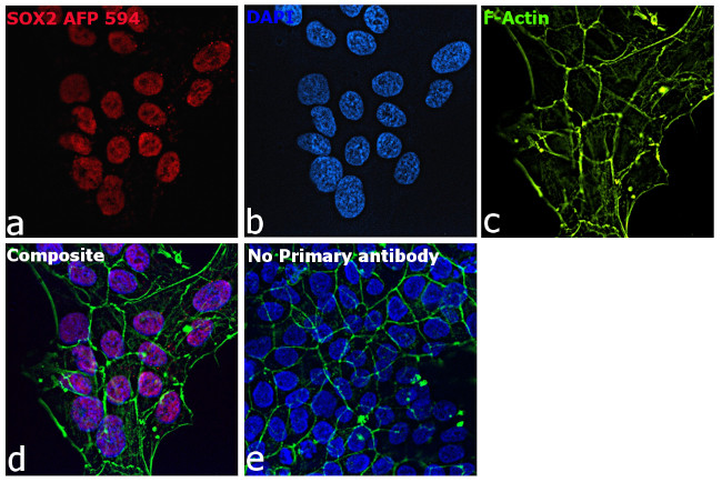 SOX2 Antibody in Immunocytochemistry (ICC/IF)