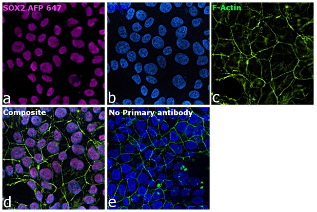 SOX2 Antibody in Immunocytochemistry (ICC/IF)