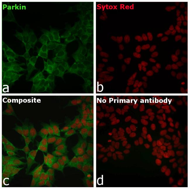 Parkin Antibody in Immunocytochemistry (ICC/IF)