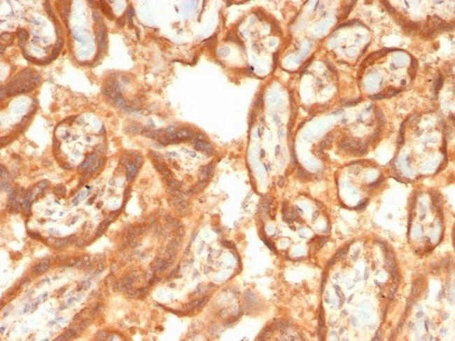 VEGF (Vascular Endothelial Growth Factor) Antibody in Immunohistochemistry (Paraffin) (IHC (P))