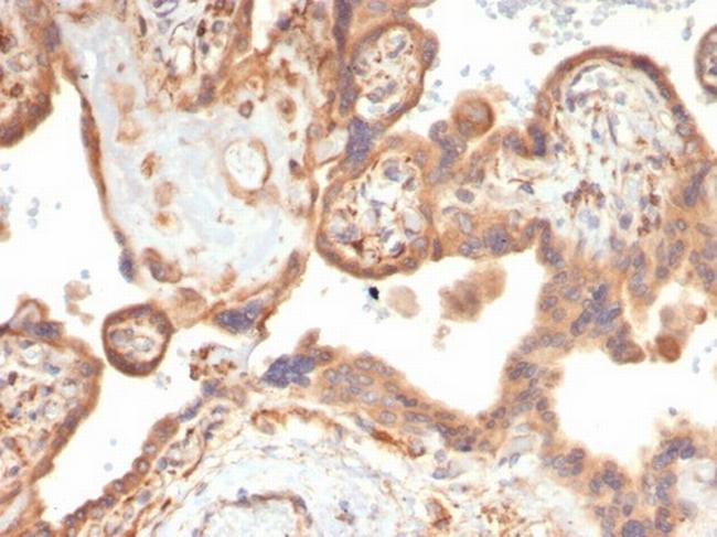 VEGF (Vascular Endothelial Growth Factor) Antibody in Immunohistochemistry (Paraffin) (IHC (P))