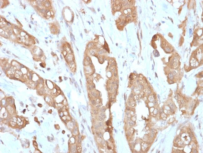 Villin (GI-Mucosal and Urogenital Brush Border Marker) Antibody in Immunohistochemistry (Paraffin) (IHC (P))