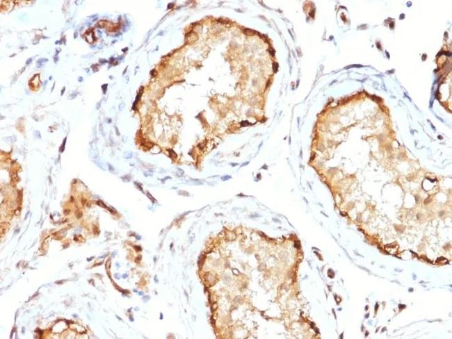 14-3-3E/Tryptophan 5-Monooxygenase Antibody in Immunohistochemistry (Paraffin) (IHC (P))