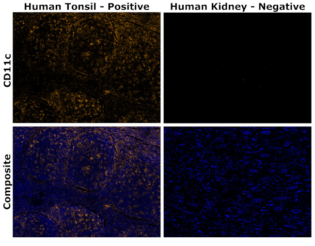 CD11c Antibody in Immunohistochemistry (Paraffin) (IHC (P))