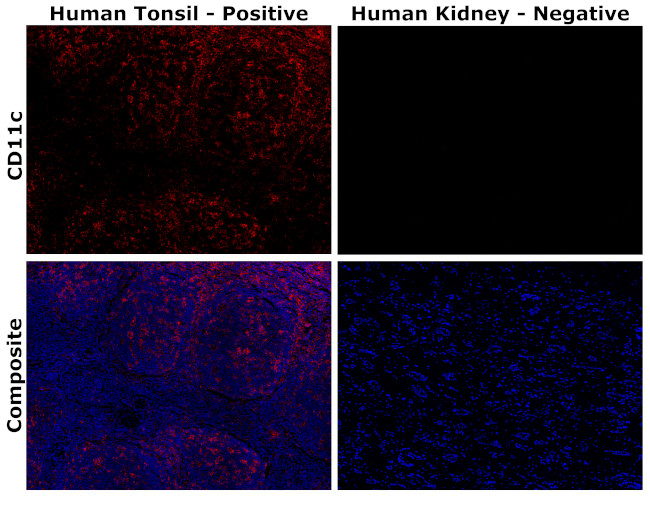 CD11c Antibody in Immunohistochemistry (Paraffin) (IHC (P))