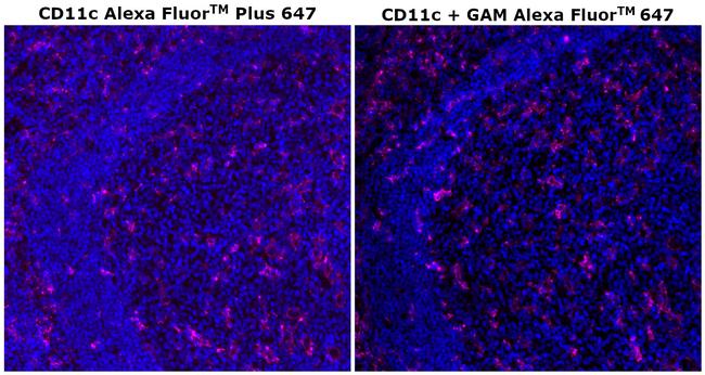 CD11c Antibody in Immunohistochemistry (Paraffin) (IHC (P))