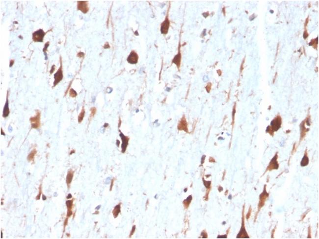 Carbonic Anhydrase VIII Antibody in Immunohistochemistry (Paraffin) (IHC (P))