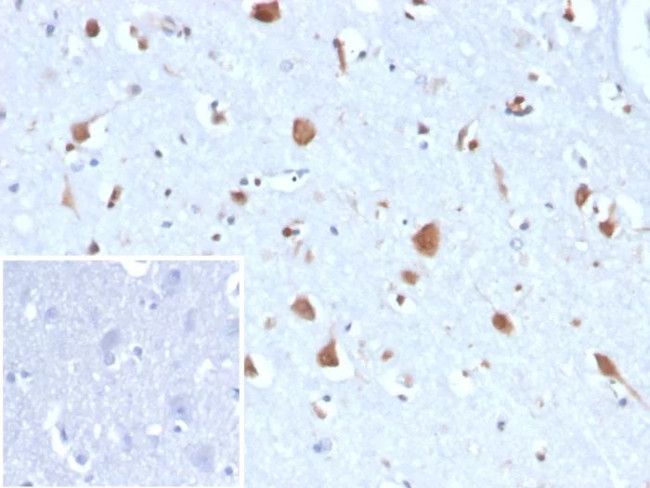 Carbonic Anhydrase VIII Antibody in Immunohistochemistry (Paraffin) (IHC (P))