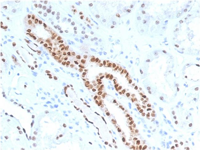 PAX8 Antibody in Immunohistochemistry (Paraffin) (IHC (P))